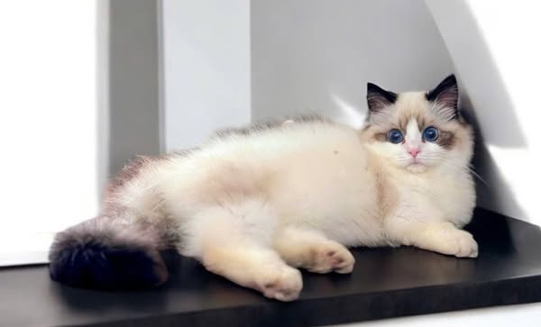 Ragdoll