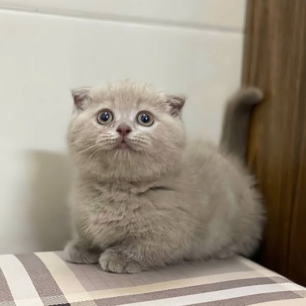 Munchkin