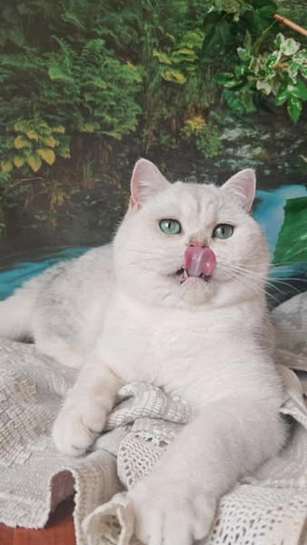 British Shorthair