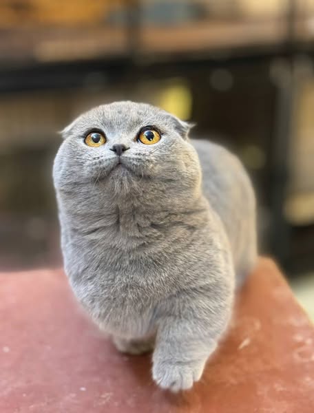 Munchkin Fold