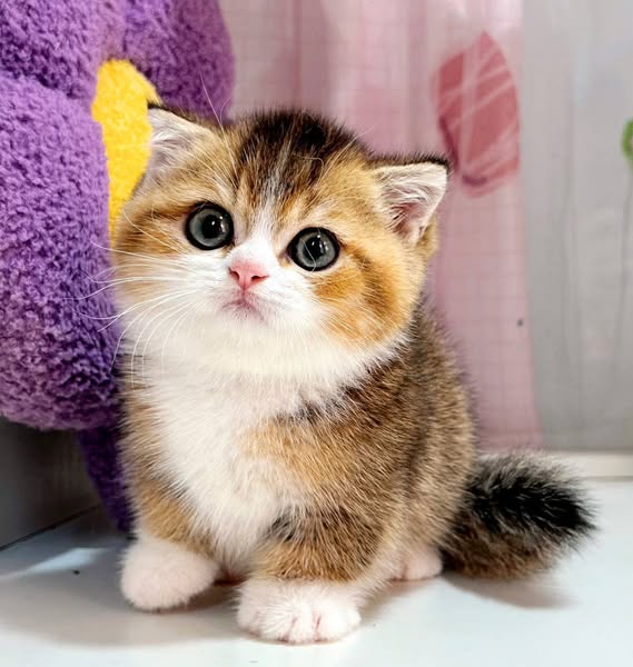 Munchkin