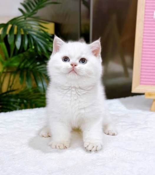 British Shorthair