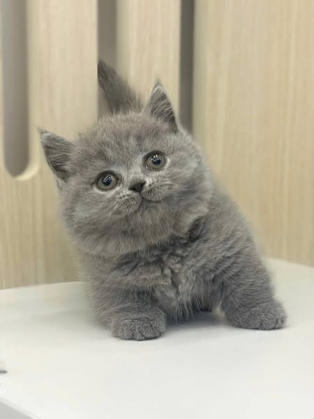 Munchkin