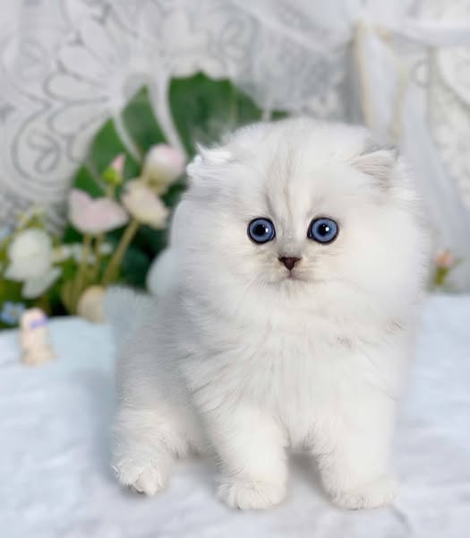 British Longhair