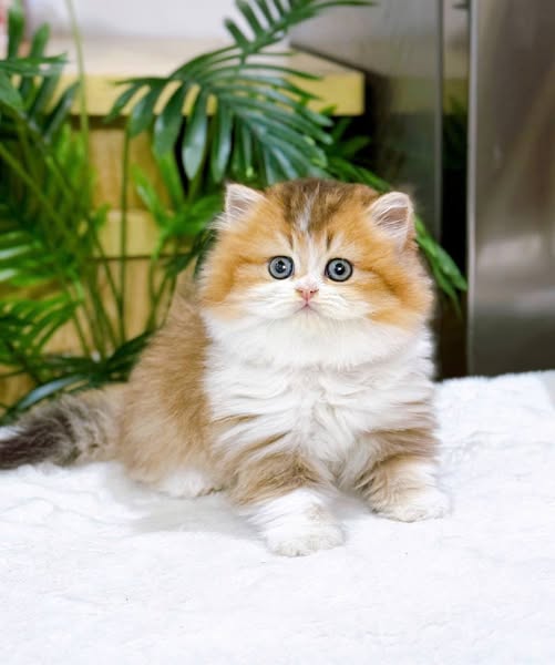 British Longhair