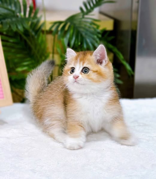 British Shorthair