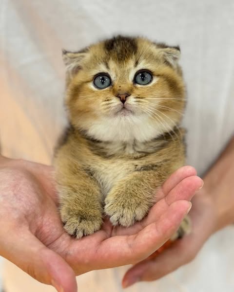 Munchkin Fold