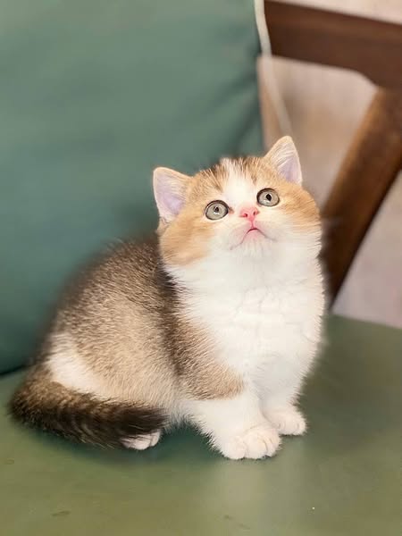 Munchkin