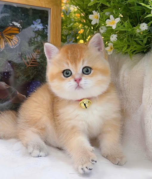 British Shorthair