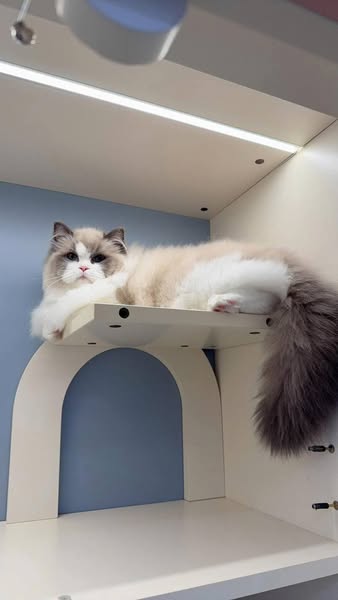 Ragdoll