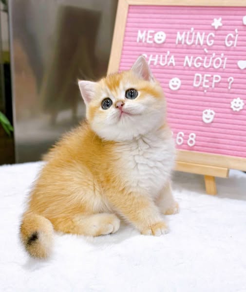 British Shorthair