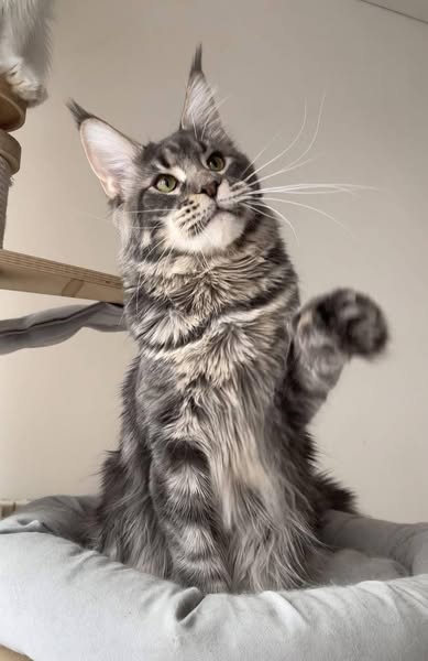 Maine Coon