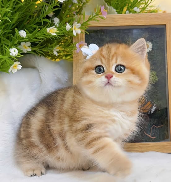 British Shorthair
