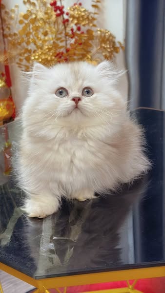 Munchkin Longhair