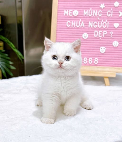British Shorthair