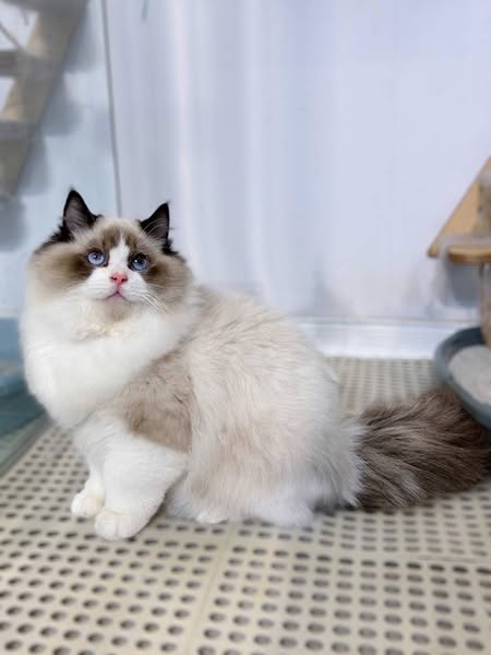 Ragdoll