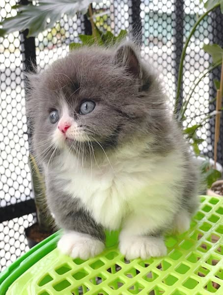 Munchkin Longhair