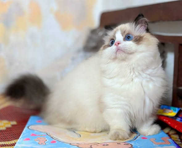 Ragdoll