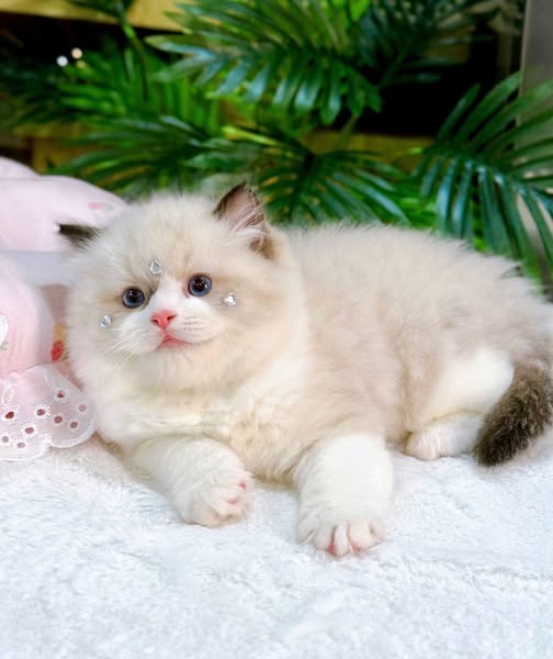 Ragdoll