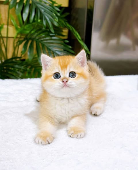 British Shorthair