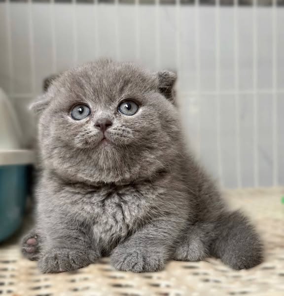 Munchkin Fold