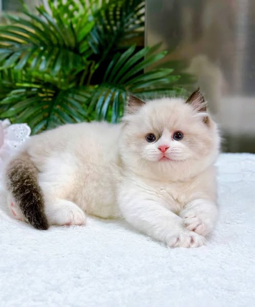 Ragdoll