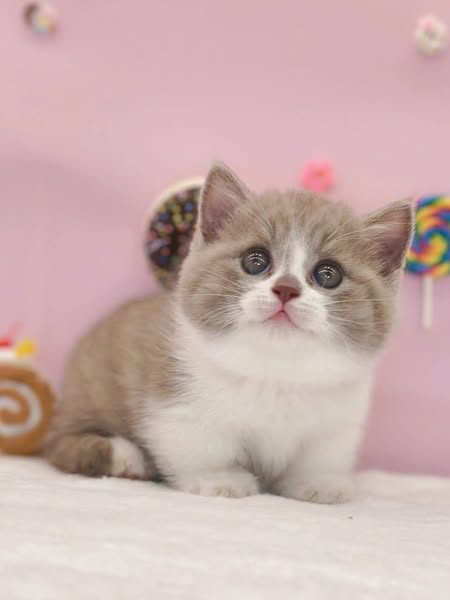 Munchkin