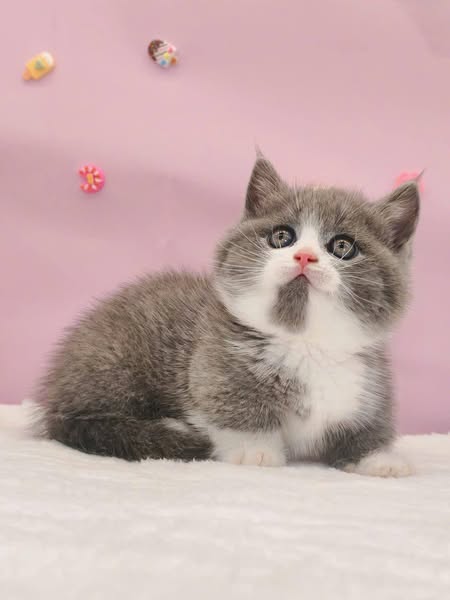 Munchkin