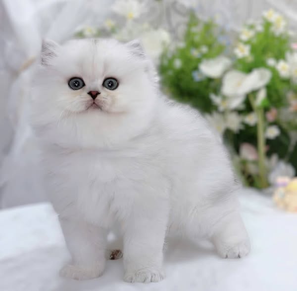 British Longhair