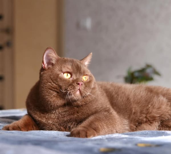 British Shorthair