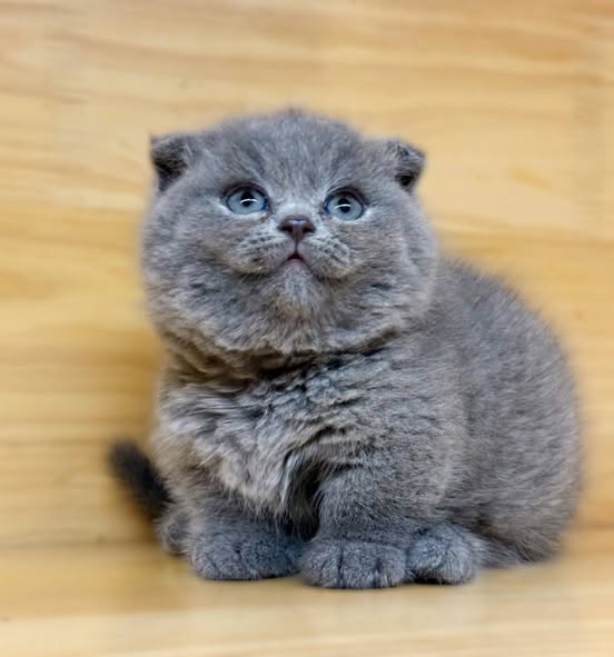 Munchkin Fold