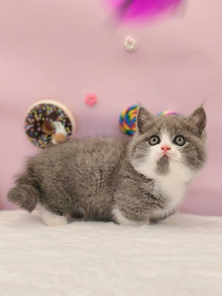 Munchkin
