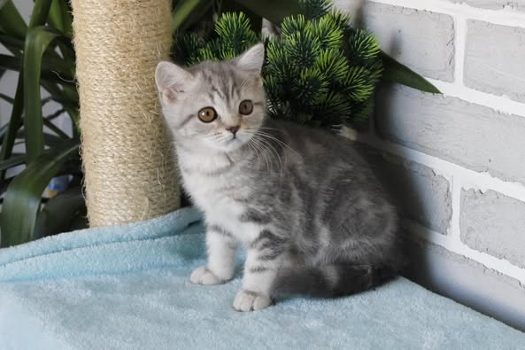 British Shorthair