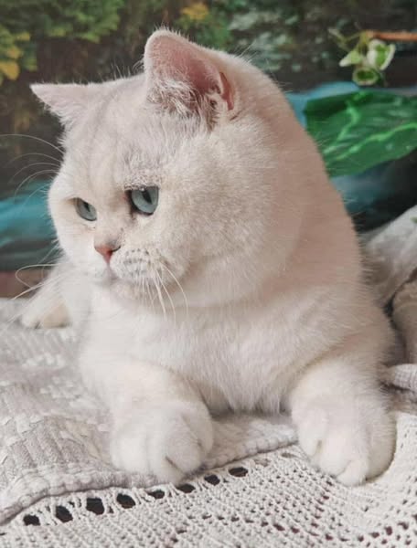 British Shorthair