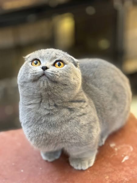 Munchkin Fold
