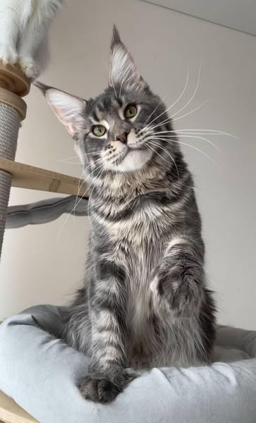Maine Coon