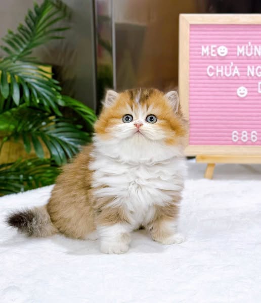 British Longhair