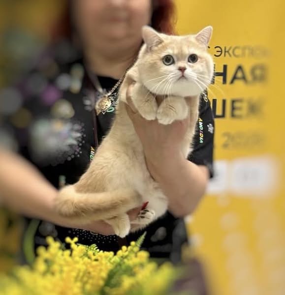 British Shorthair