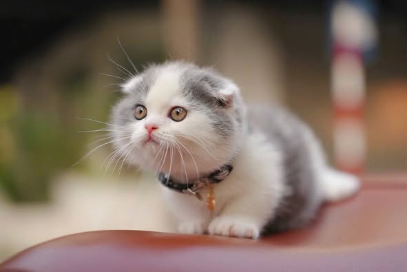 Munchkin Fold