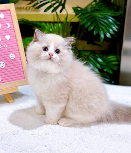 Ragdoll