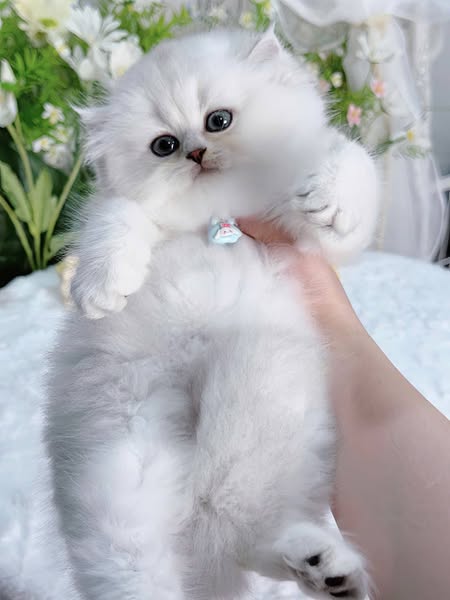 British Longhair