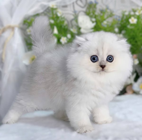 British Longhair