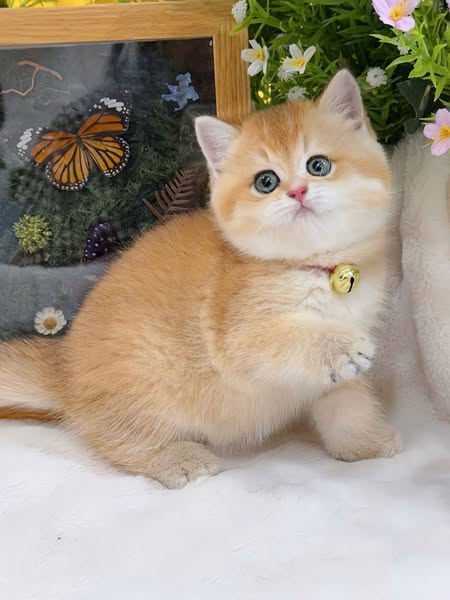 British Shorthair