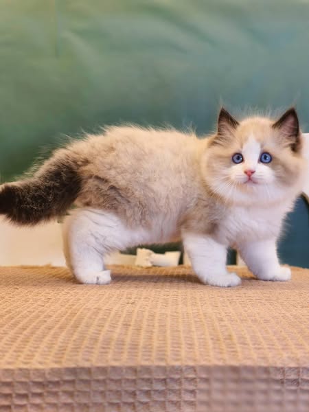 Ragdoll