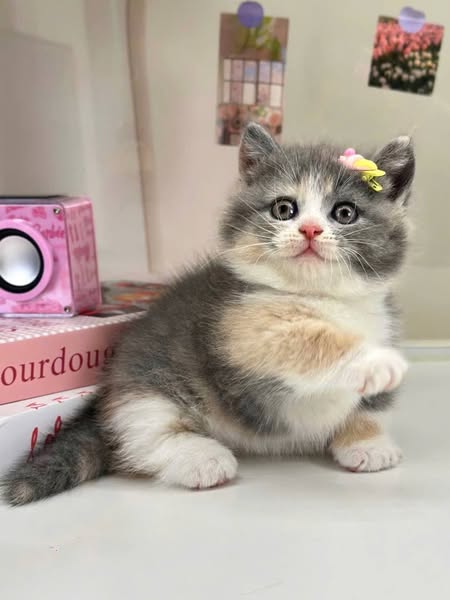 Munchkin