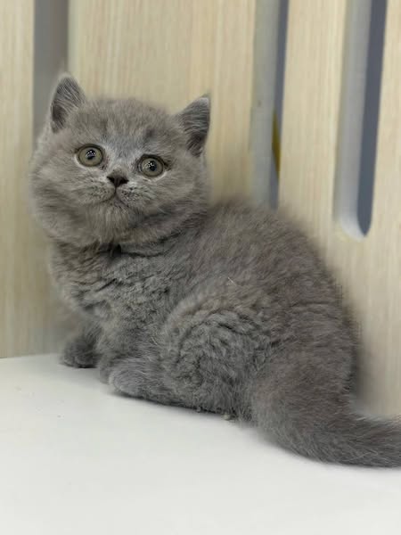 Munchkin