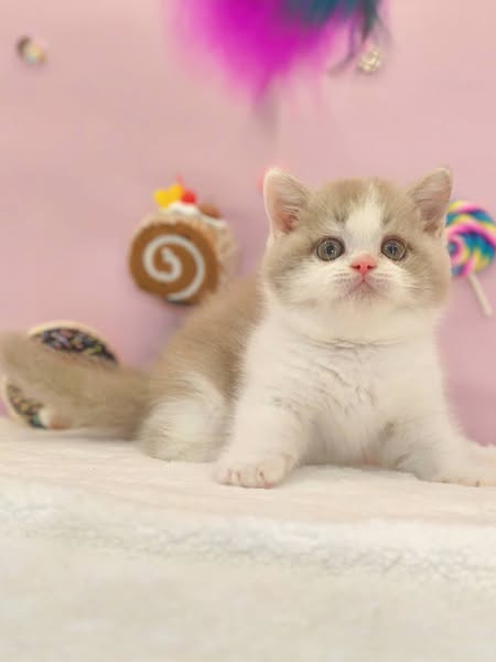 British Shorthair