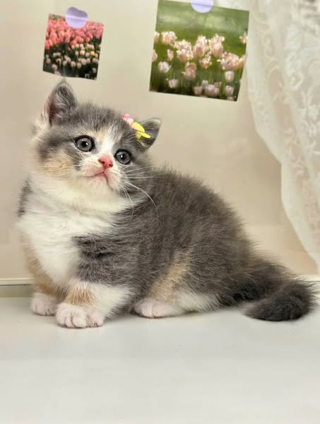 Munchkin