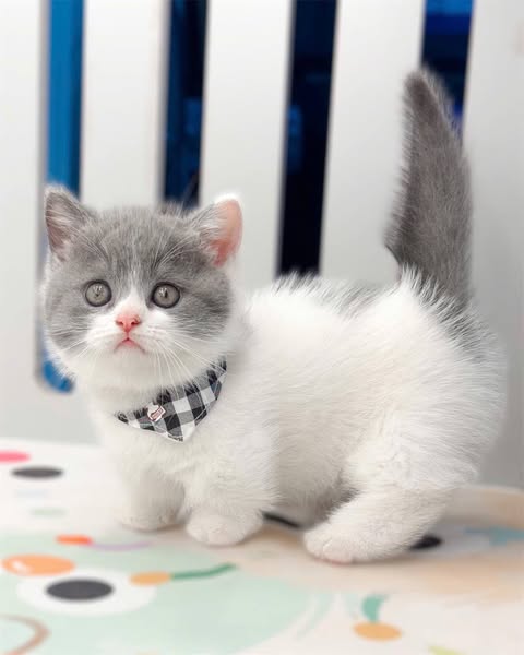 Munchkin