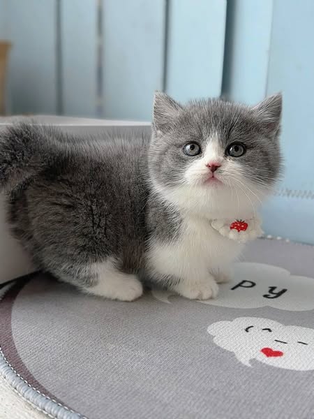 Munchkin